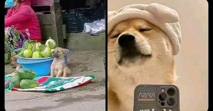 Na Dog wey hustle go make am | MirrorLog